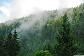coniferous-forest