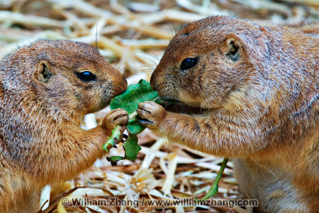 Prairie dogs share food at SF Zoo. San Francisco, CA