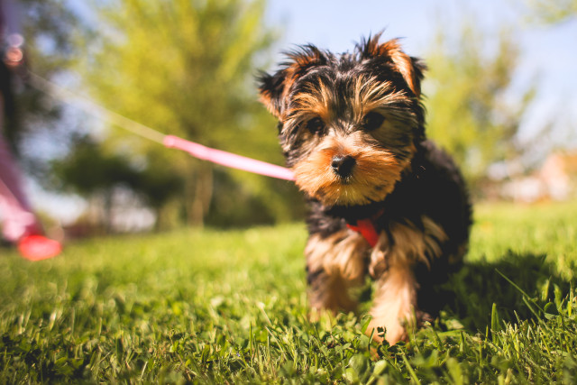 cute-yorkshire-puppy-in-the-garden-picjumbo-com